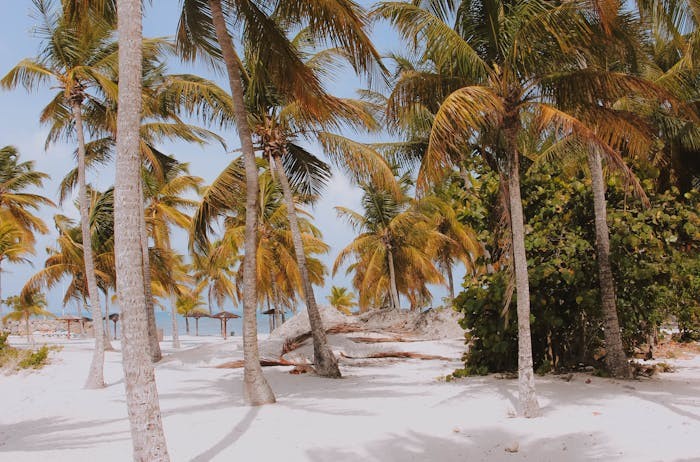 广东2024年高考专科批次普通类及艺体类正式投档