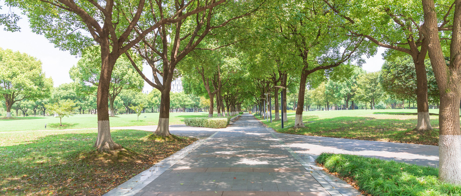 强基计划怎么参加?附报名条件及流程(2026最新)