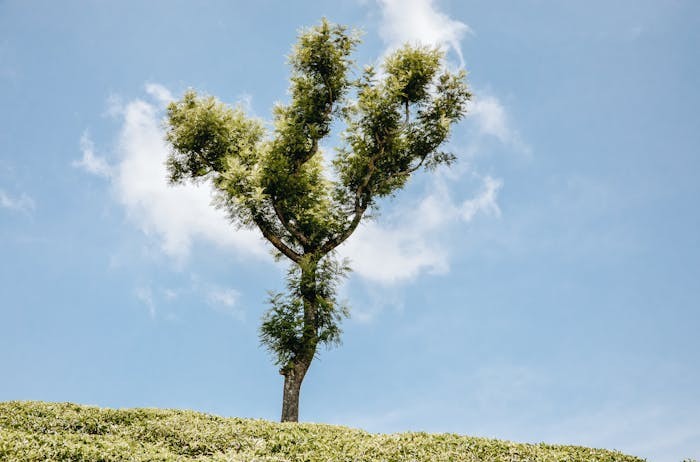 上海科技大学2025年高考综合评价招生简章发布