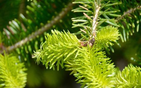 青海2025年高考将于6月25日公布录取控制分数线和考生成绩